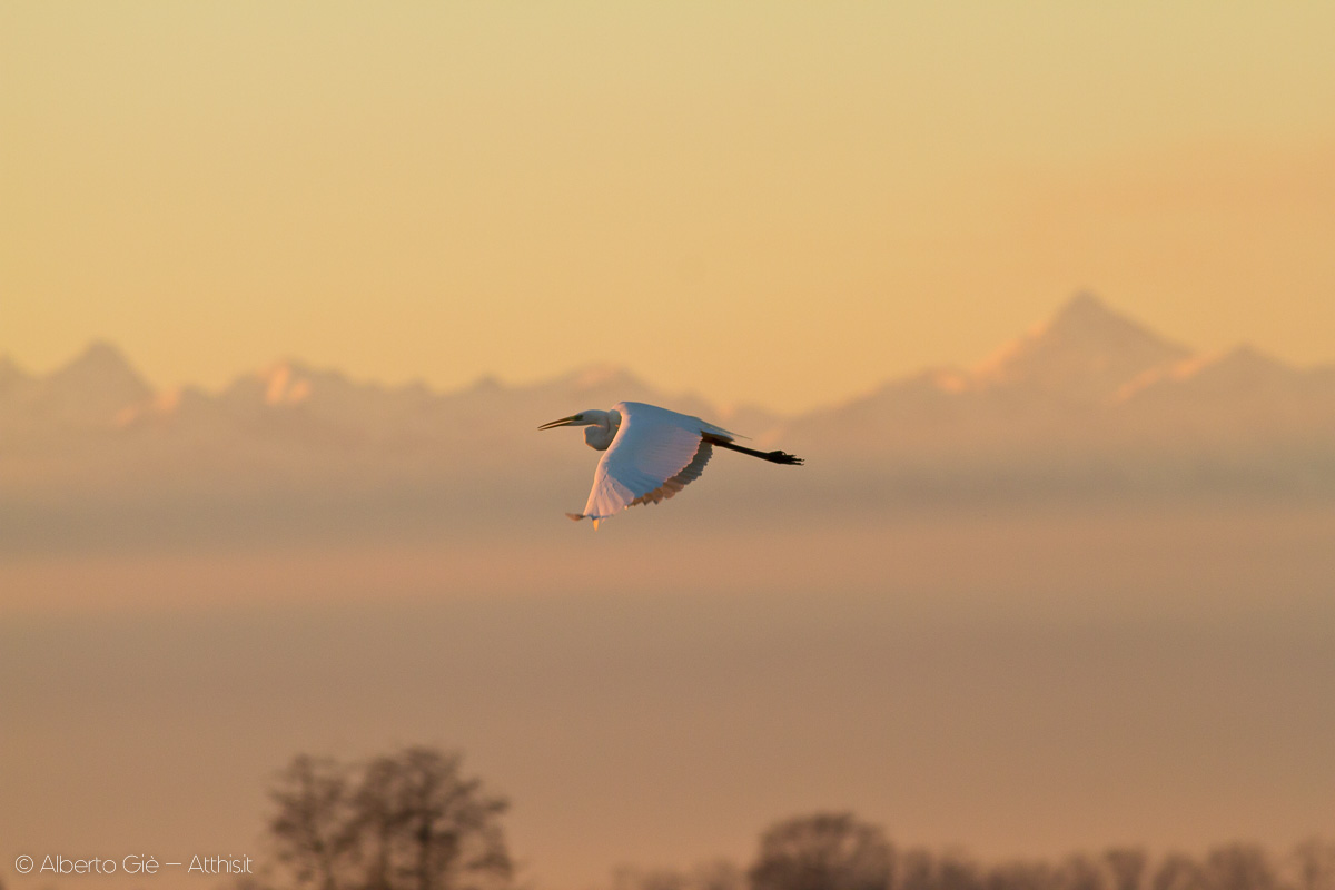 Airone bianco maggiore in volo nella campagna di Borgolavezzaro - © Alberto Giè